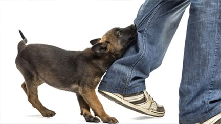 লাখাইয়ে পাগলা কুকুরের কামড়ে আহত ২০