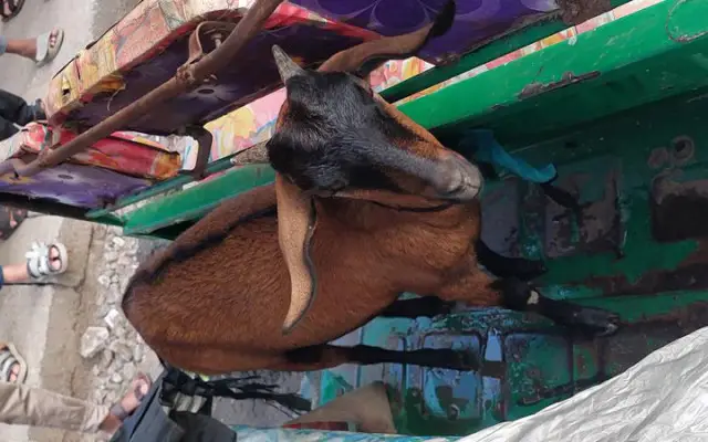 দক্ষিণ সুরমায় ট্রাফিক পুলিশের অভিযানে  ‘ছাগল’ উদ্ধার