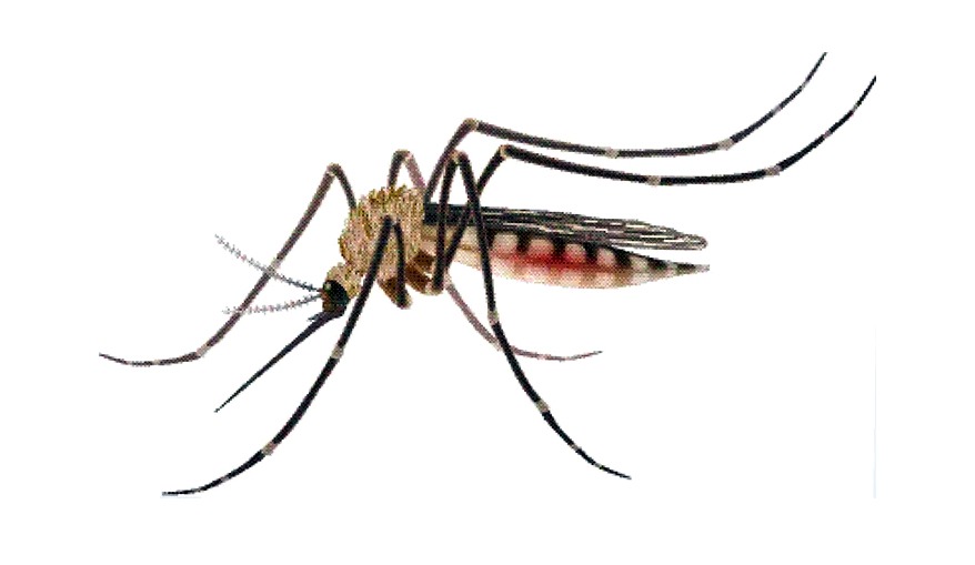 সিলেটে মশার কামড়ে অতিষ্ঠ নগরবাসী