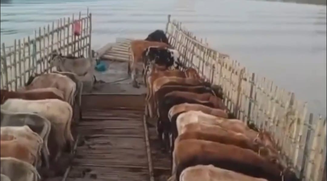 সুনামগঞ্জের জয়নগর সুরমা নদীতে পুলিশের অভিযানে ভারতীয় অবৈধ ৩১টি গরু নৌকসহ ২জন আটক