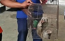 সাতছড়ি সংরক্ষিত বনে লজ্জাবতী বানর অবমুক্ত