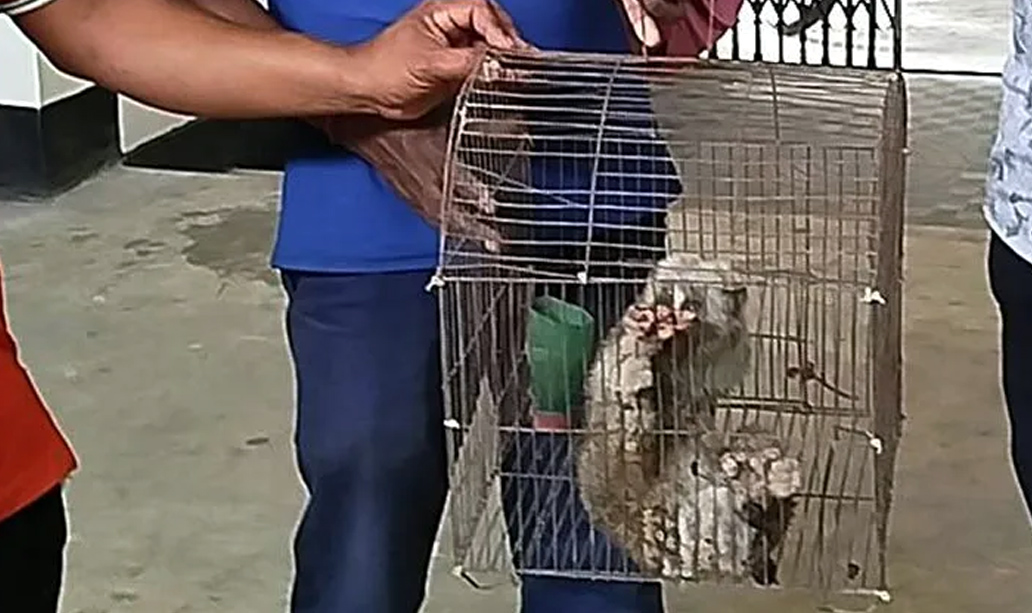 সাতছড়ি সংরক্ষিত বনে লজ্জাবতী বানর অবমুক্ত