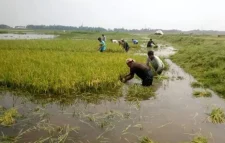 সুনামগঞ্জে বজ্রপাতে প্রাণ গেল ৫ কৃষকের