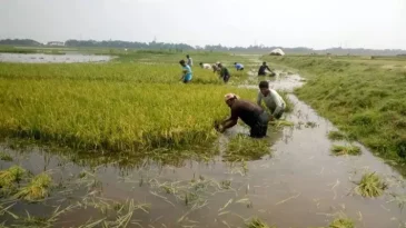 সুনামগঞ্জে বজ্রপাতে প্রাণ গেল ৫ কৃষকের